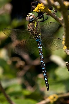 Migrant Hawker (Aeshna mixta)