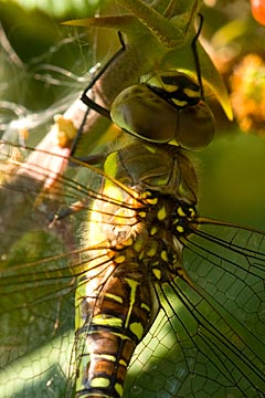 Migrant Hawker (Aeshna mixta)