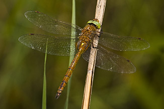 Norfolk Hawker (Aeshna isosceles)