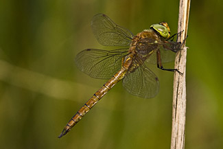 Norfolk Hawker (Aeshna isosceles)