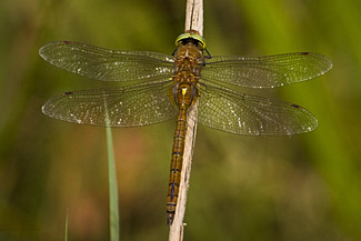Norfolk Hawker (Aeshna isosceles)