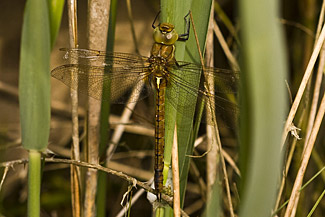 Norfolk Hawker (Aeshna isosceles)