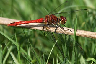 Ruddy Darter (Sympetrum sanguineum)