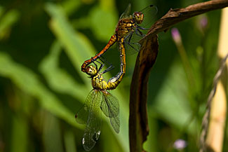 Ruddy Darter (Sympetrum sanguineum)