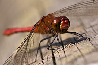 Ruddy Darter (Sympetrum sanguineum)