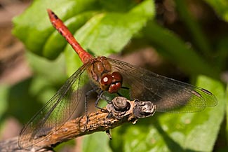 Ruddy Darter (Sympetrum sanguineum)