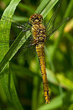 Ruddy Darter (Sympetrum sanguineum)