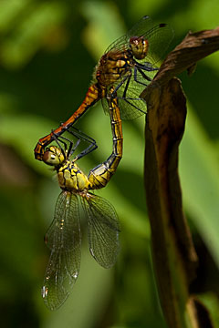 Ruddy Darter (Sympetrum sanguineum)