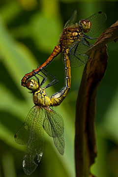 Ruddy Darter (Sympetrum sanguineum)