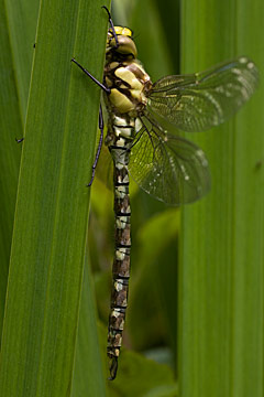Southern Hawker (Aeshna cyanea)