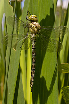 Southern Hawker (Aeshna cyanea)